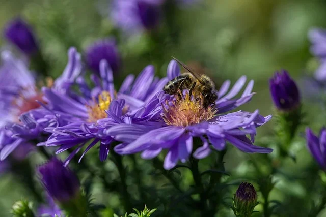 fleur mellifère mielantomy fleur de couleur mauve avec une abeille qui buttine