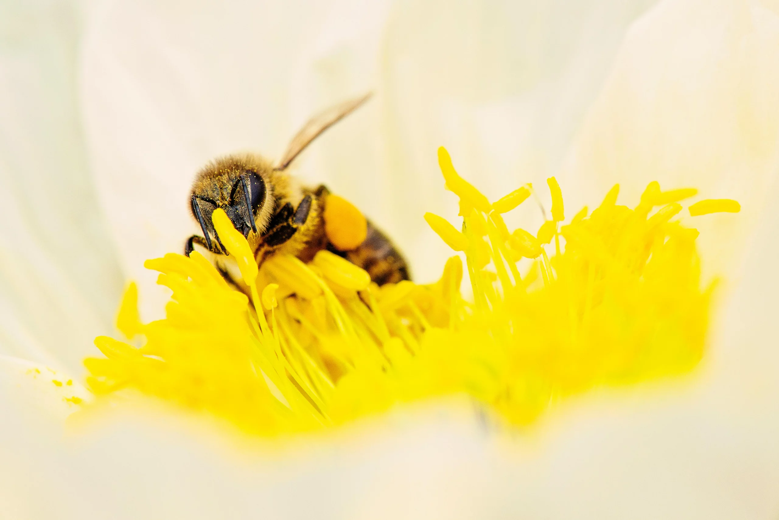 abeille sur pistile webp mielantomy abeille sur pistile