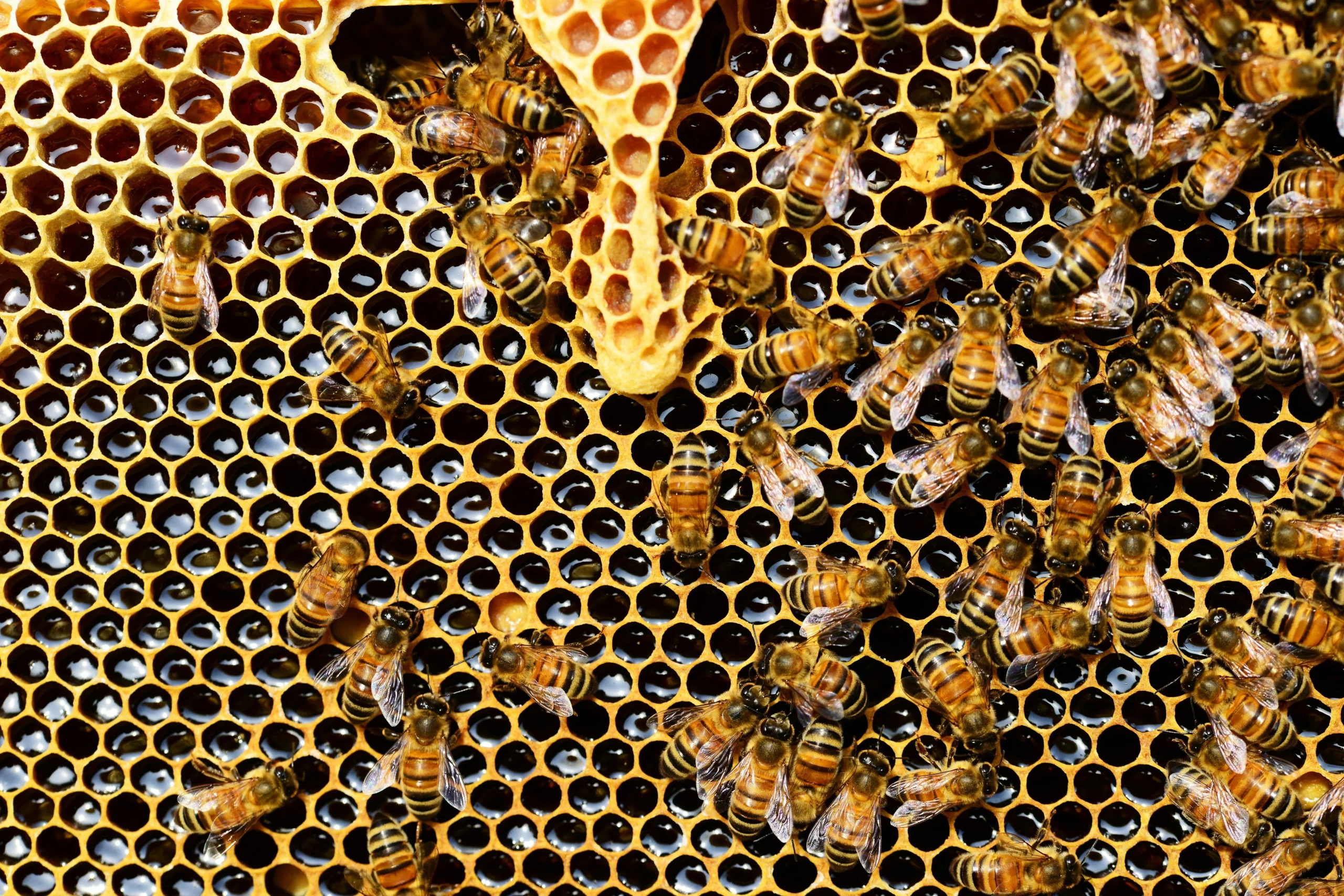 alvéoles et abeilles webp mielantomy alvéole d'un cadre de ruches avec ouvrière