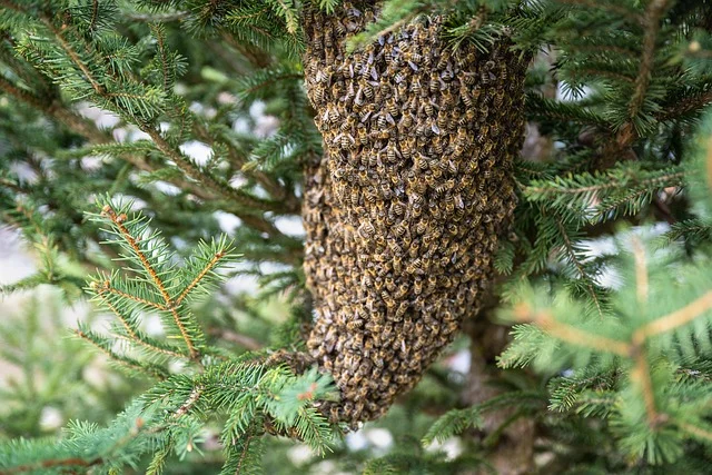 essaim d'abeilles webp