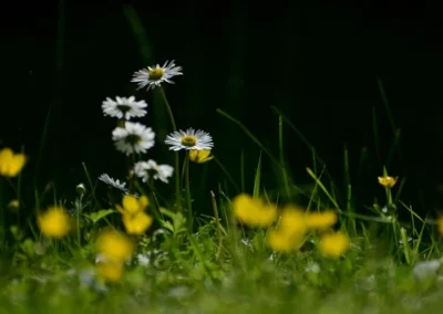 mielantomy herbe haute et fleurs mellifères