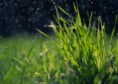 herbe haute pour aider la biodiversité